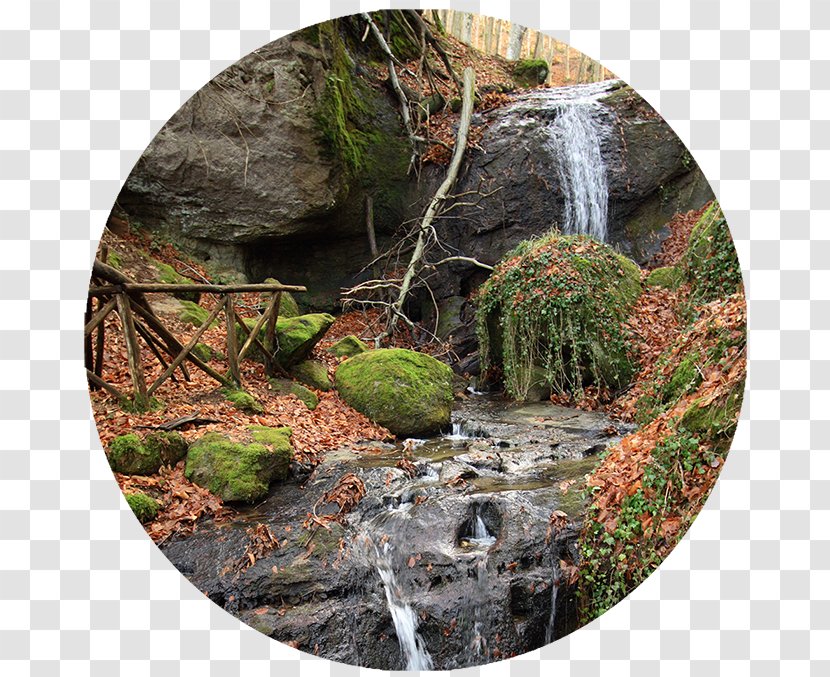 Water Resources Nature Reserve Waterfall Vegetation Forest - Pond Transparent PNG