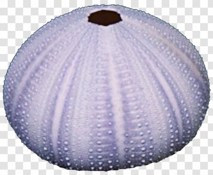 Sphere - Sea Urchin Transparent PNG