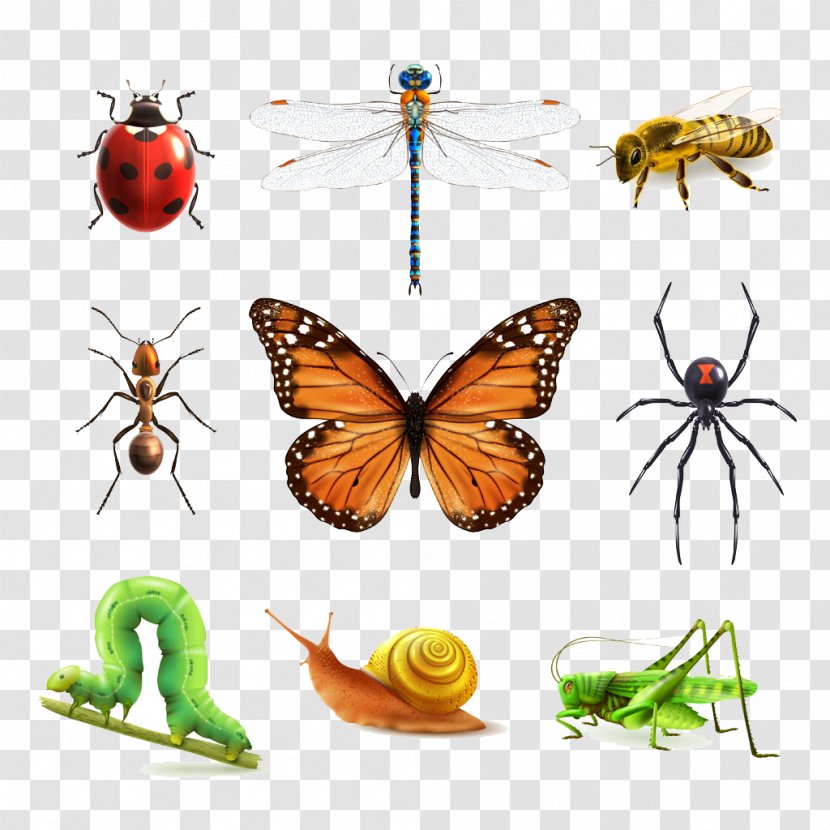 Insect Euclidean Vector Illustration - Pollinator - World Transparent PNG