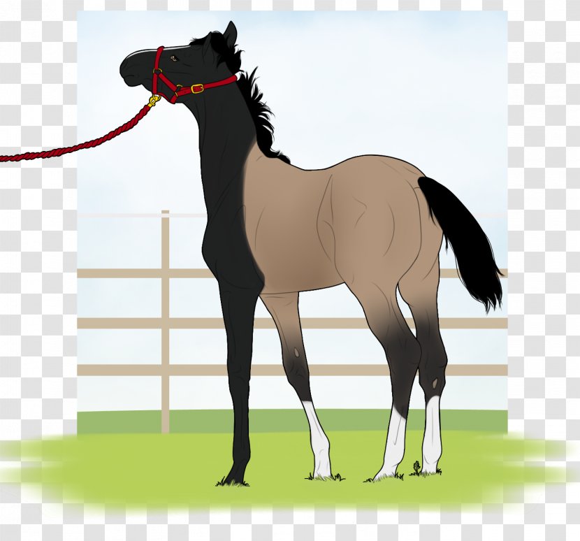 Stallion Foal Mustang Mare Colt - Horse Supplies Transparent PNG