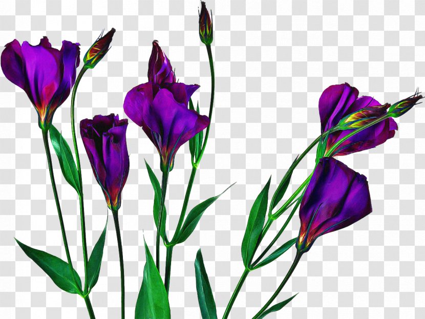 Flowers Background - Tulip - Plant Stem Transparent PNG