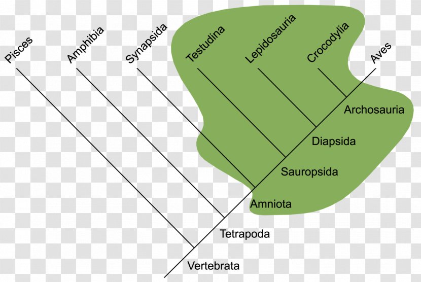 Reptile Vertebrate Sistematika Gmazova Phylogenetic Tree Paraphyly - Scaled Reptiles - Manatees Transparent PNG