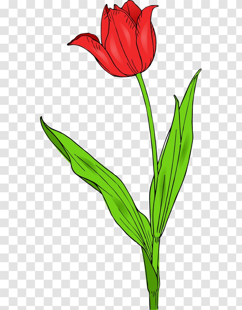 Tulipa Gesneriana Free Content Flower Clip Art - Royaltyfree - Red Tulips Transparent PNG