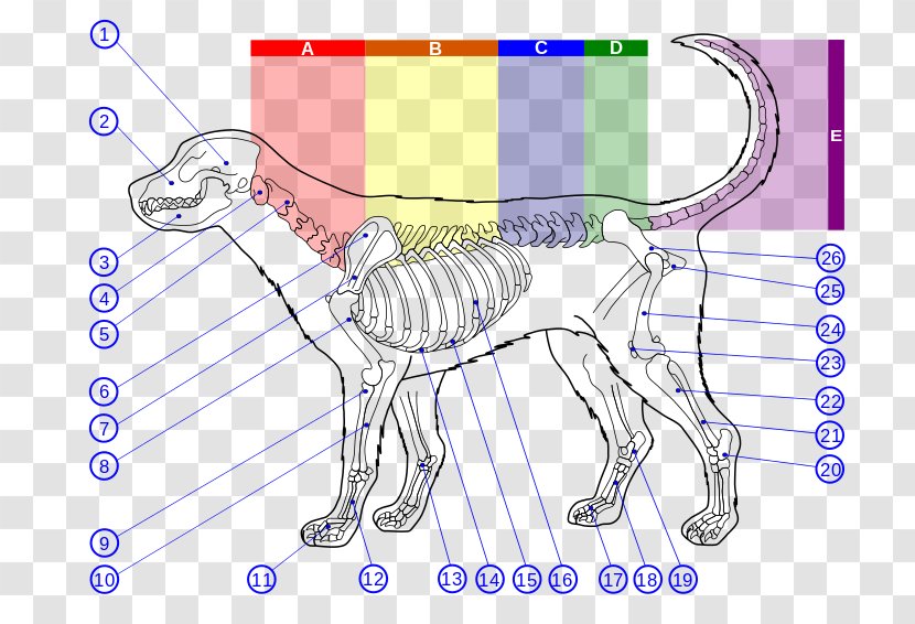 Dog Anatomy Human Skeleton Bone - Tree - Retriever Vector Transparent PNG