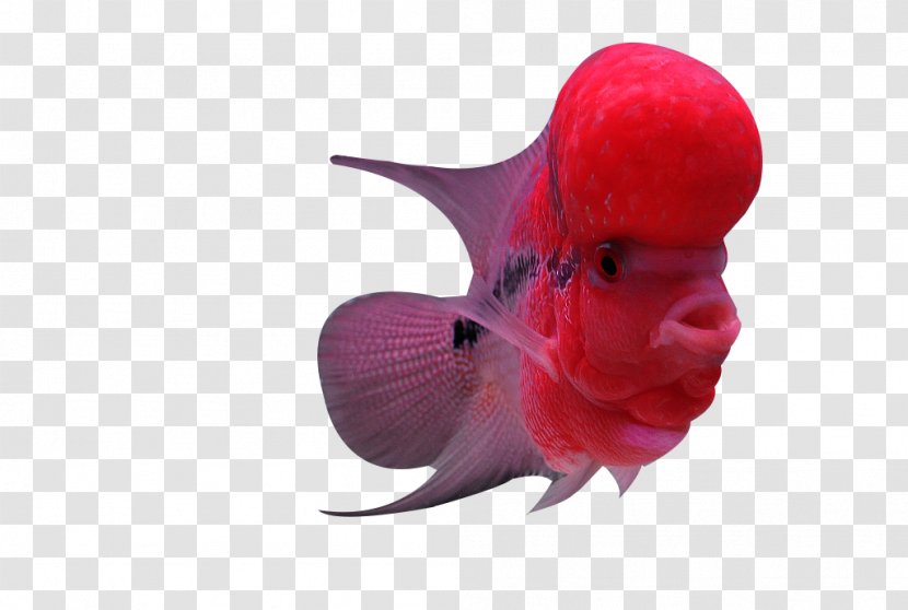Flowerhorn Cichlid Fish - Color - Pink Rosé Transparent PNG