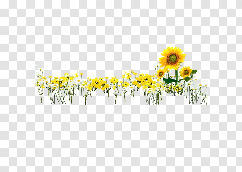 Common Sunflower Download - Daisy - Sunflowers In The Spring Transparent PNG