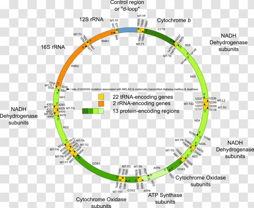 Human Genome Project Mitochondrial DNA Genetics - Primer - Dna Haplogroup Transparent PNG