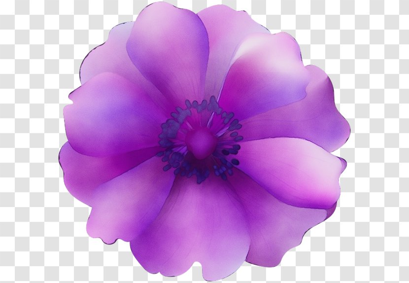 Lavender - Violet - Magenta Flowering Plant Transparent PNG