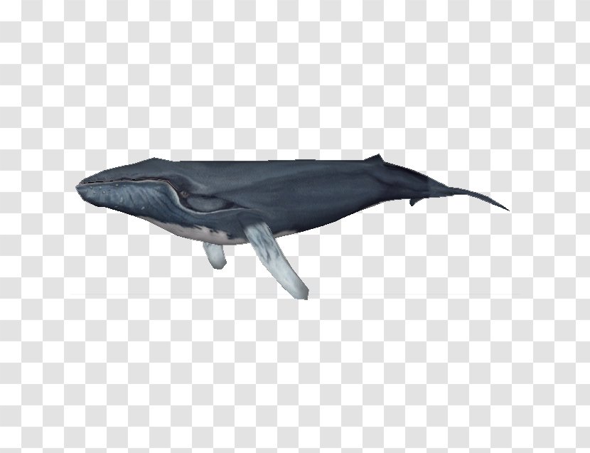 Zoo Tycoon 2 Common Bottlenose Dolphin Tucuxi Porpoise Whale Transparent PNG