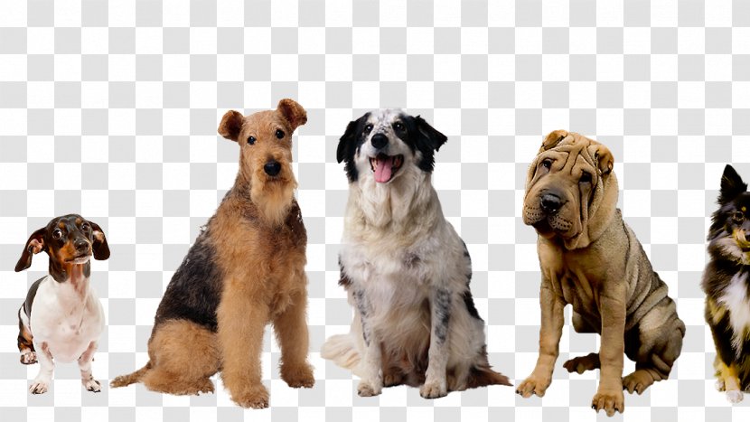 Dog Breed Puppy Companion Pet - Daycare Transparent PNG