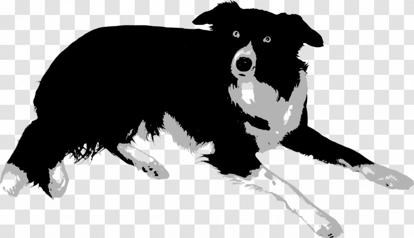Border Collie Rough Bearded Puppy Clip Art - Snout - Pet Transparent PNG