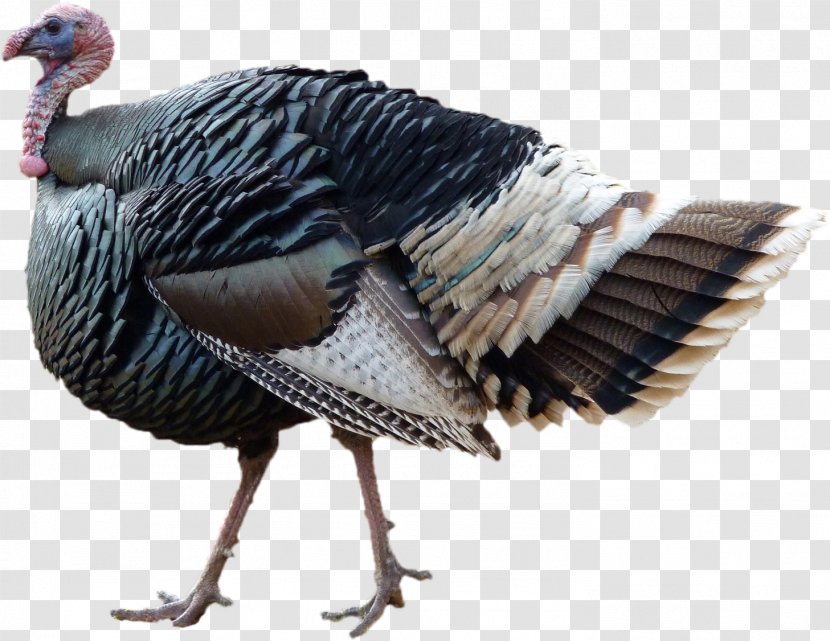 Turkey Hunting Bird Phasianidae Harvest - Thanks Giving Transparent PNG