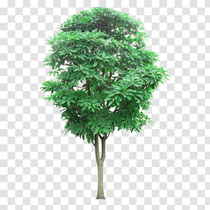 Tree Lindens Branch Mangifera Indica - Woody Plant - Linden Wood Picture Material Transparent PNG