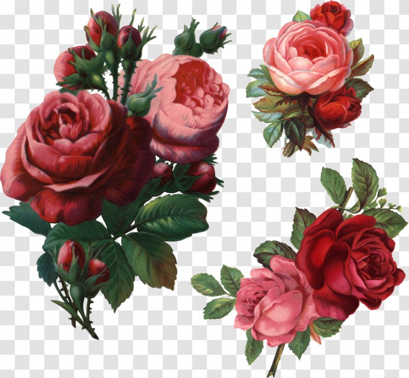 Flower Garden Roses Beach Rose Clip Art - Vintage Transparent PNG