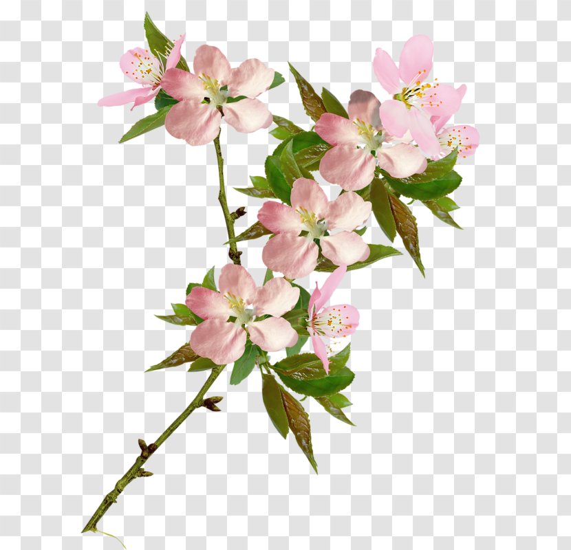 Cherry Blossom Clip Art Flower - Rose Family Transparent PNG