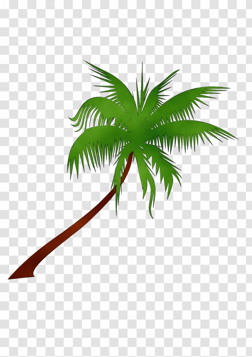 Palm Tree - Watercolor - Coconut Woody Plant Transparent PNG