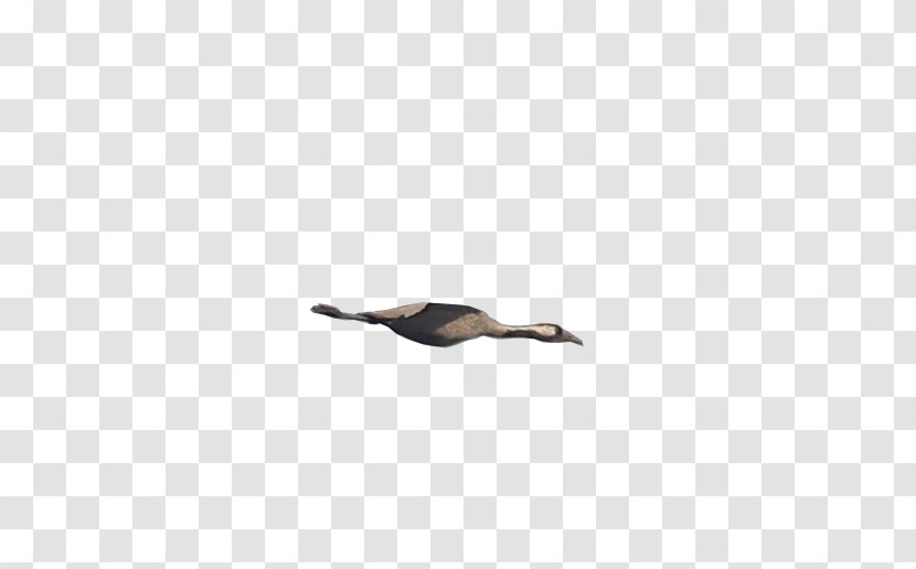Beak Water Bird Black M Transparent PNG