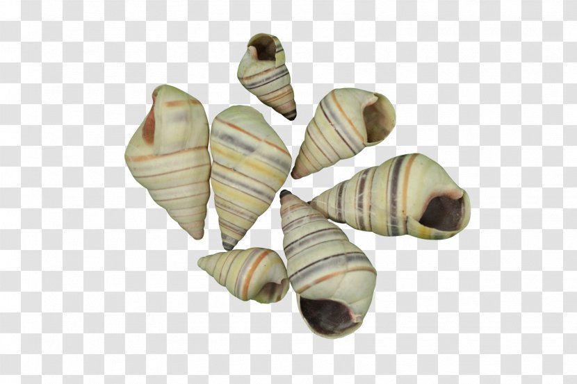 Seashell Tree Snail Shoe Gastropod Shell Gallon Transparent PNG
