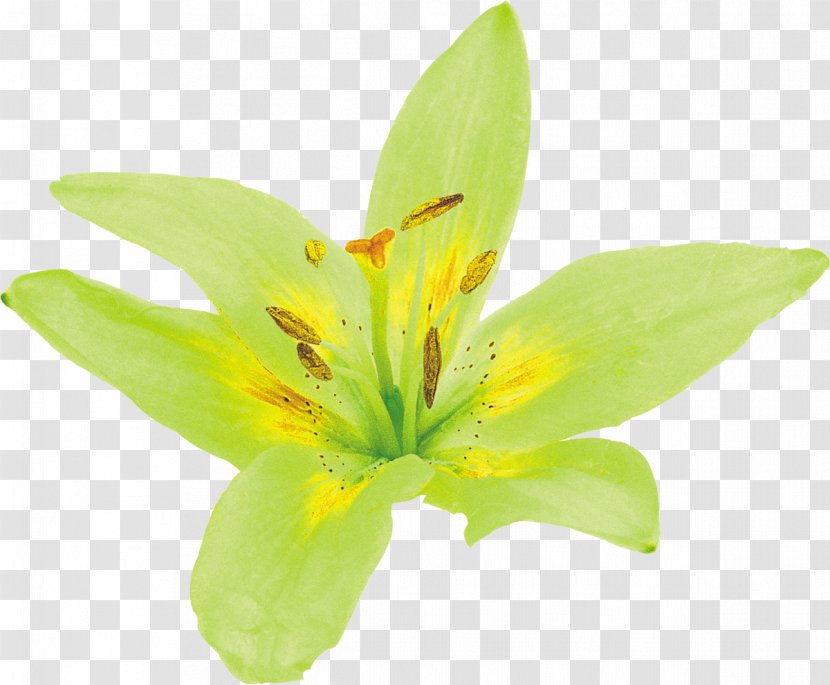 Lilium Flower Yellow Green Petal - Watercolor - Lily Transparent PNG