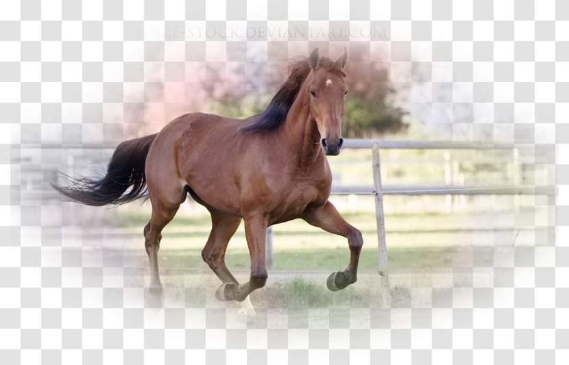 Standardbred Mustang Thoroughbred American Miniature Horse Mane Transparent PNG