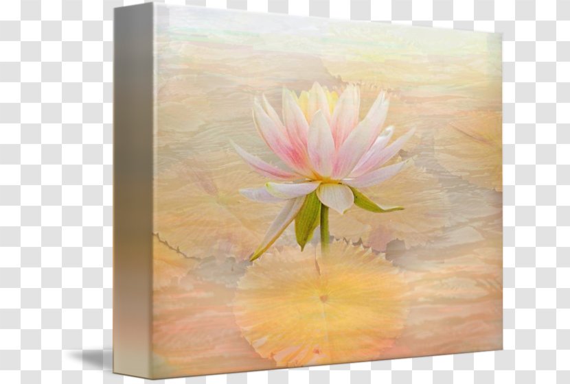 Watercolor Painting Flower Still Life - Petal - Water Lilies Transparent PNG
