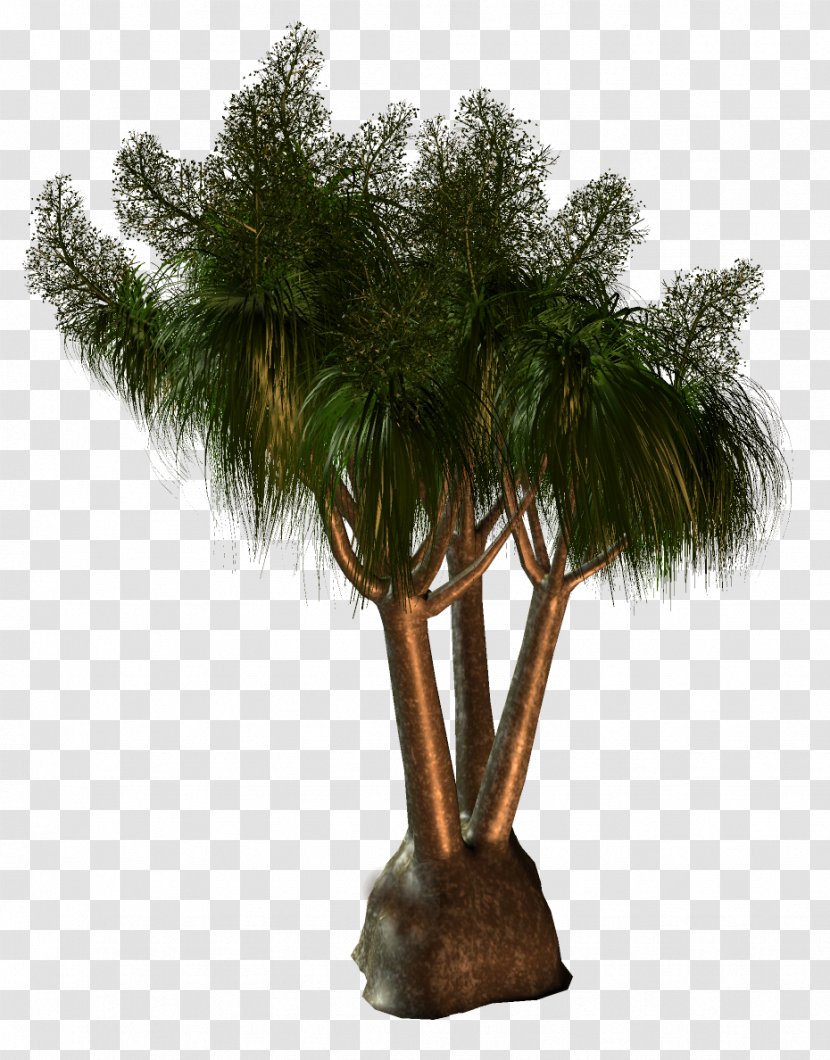 Palm Trees Babassu Houseplant Flowerpot - Tree Transparent PNG