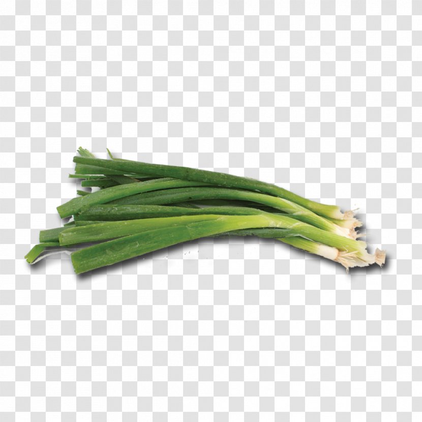 Allium Fistulosum Welsh Cuisine - Green Onion Transparent PNG