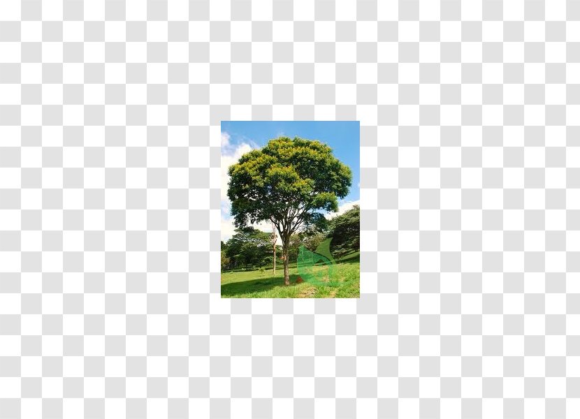 Tree Caesalpinia Pluviosa Tabebuia Roseo-alba Handroanthus Chrysotrichus Chrysantha - Ochracea Transparent PNG