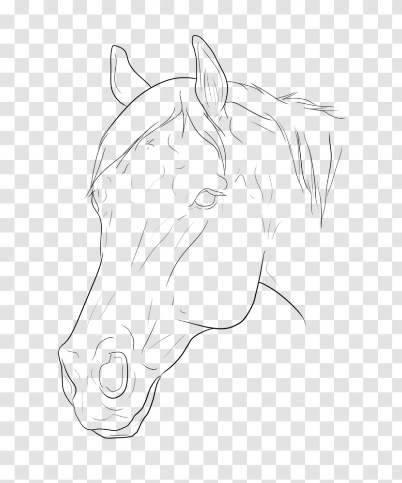 Halter Mustang Pony Snout Rein - Bridle Transparent PNG