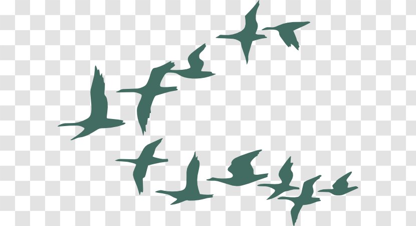 Bird Migration Goose Flock - Flight - Water Color Transparent PNG