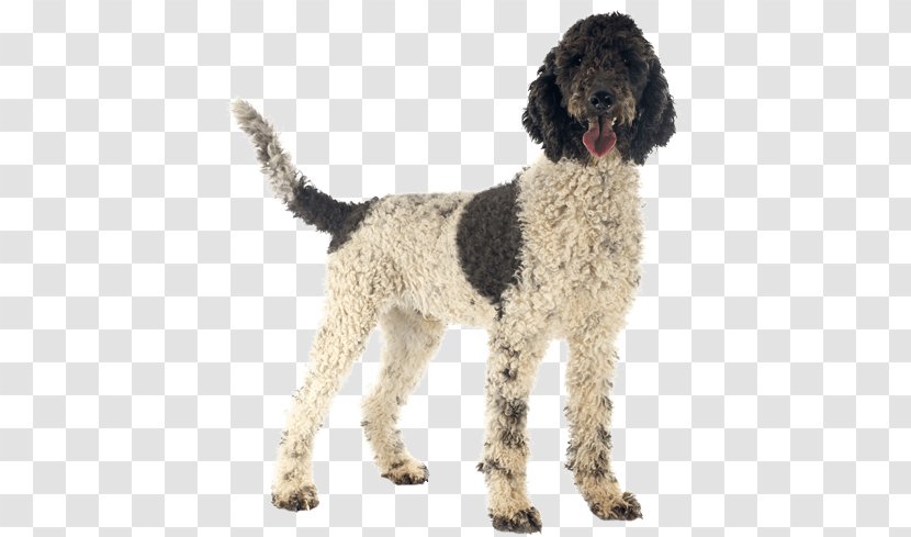 Portuguese Water Dog Lagotto Romagnolo Curly-coated Retriever Spanish Puppy - Breed Group Transparent PNG