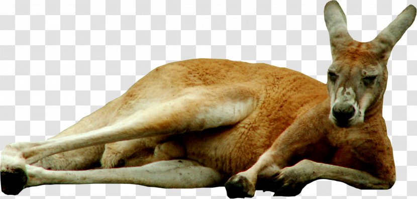 Kangaroo Icon Clip Art - Fauna Transparent PNG