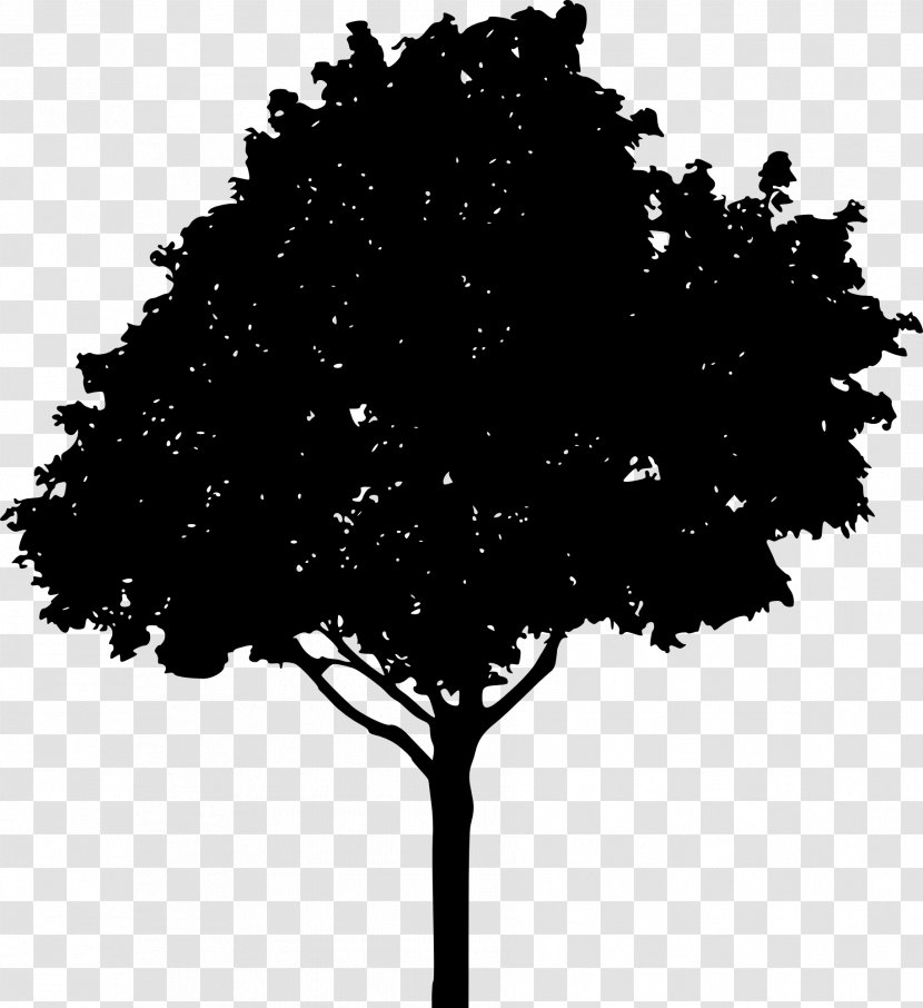 Tree Oak Drawing Clip Art - Royaltyfree - Silhouette Transparent PNG