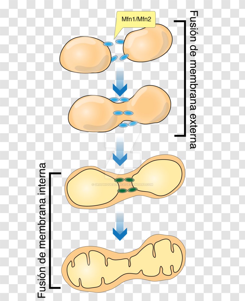 Mitochondrial Fusion Mitochondrion Art Painting Drawing - Joint - Mitochondria Transparent PNG