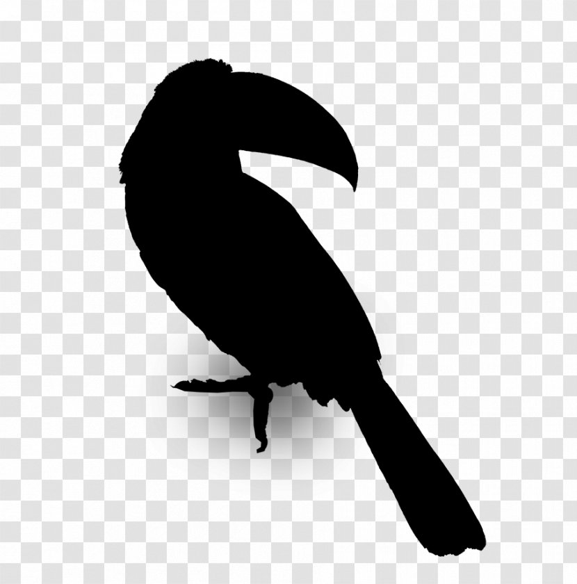 Beak Fauna Silhouette - Crow - Bird Transparent PNG