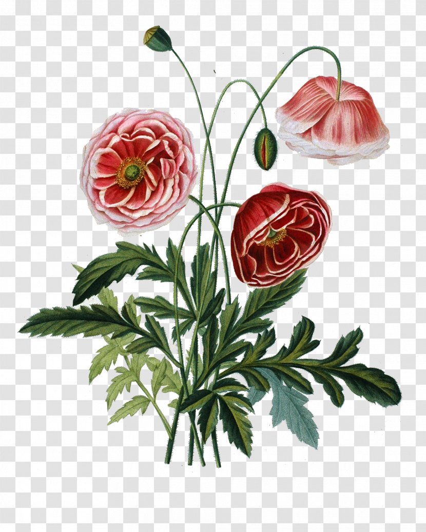 Botanical Illustration Art Botany Watercolor Painting - Flowering Plant - Pincushion Flower Leucospermum Transparent PNG