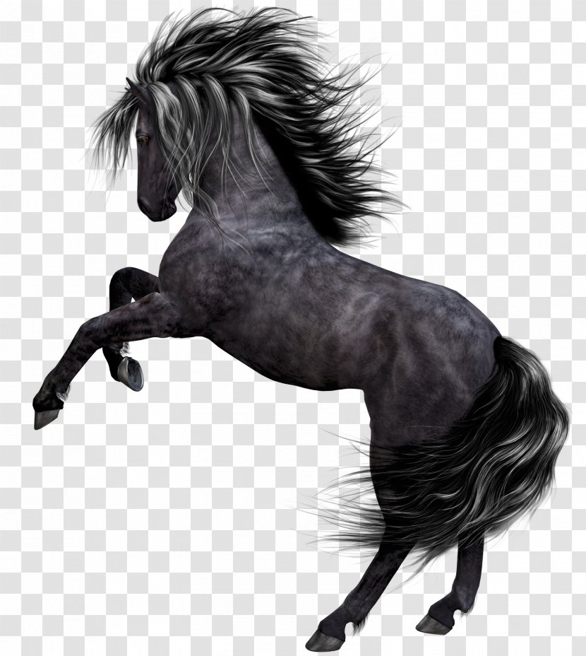 Mustang Akhal-Teke Pony Horses - Albom - Dark Horse Transparent PNG