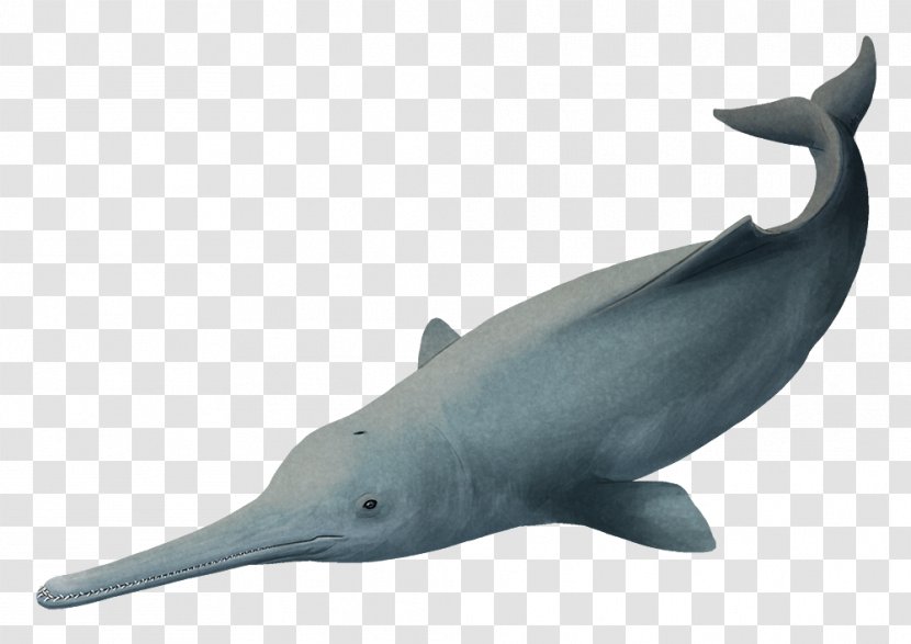 Common Bottlenose Dolphin Short-beaked Rough-toothed Tucuxi White-beaked - 60 Feet Long Transparent PNG