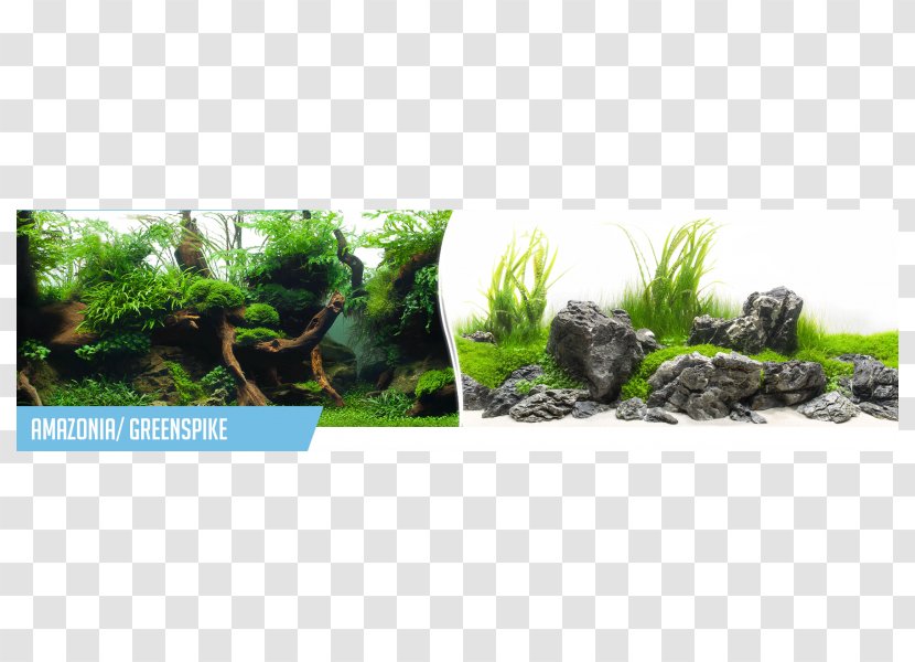 Aquarium BG .com Aquatic Plants .de - Tree - Ivan Transparent PNG