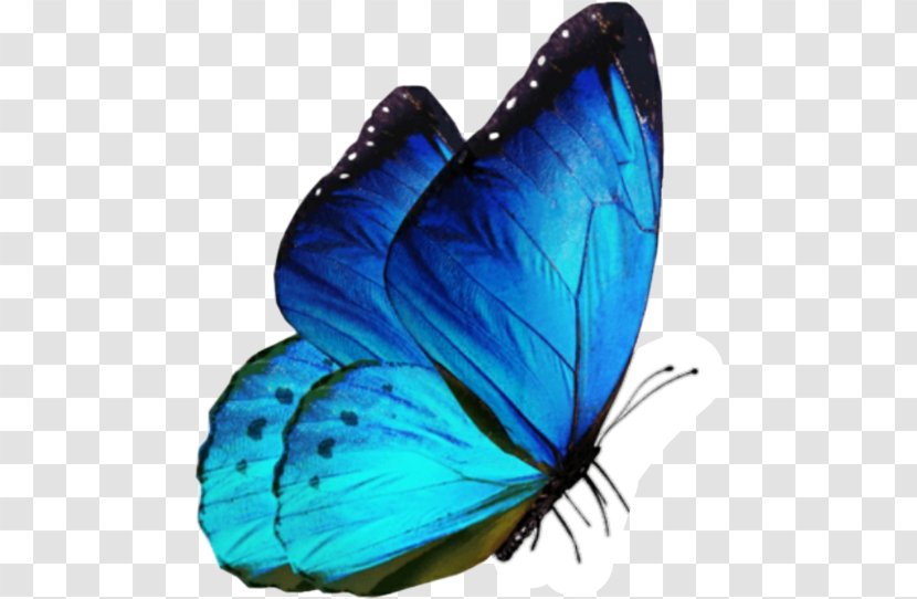 Butterfly Insect - Graphium Weiskei Transparent PNG