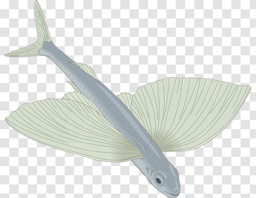 Drawing Flying Fish Clip Art - Moorish Idol - Peces Transparent PNG