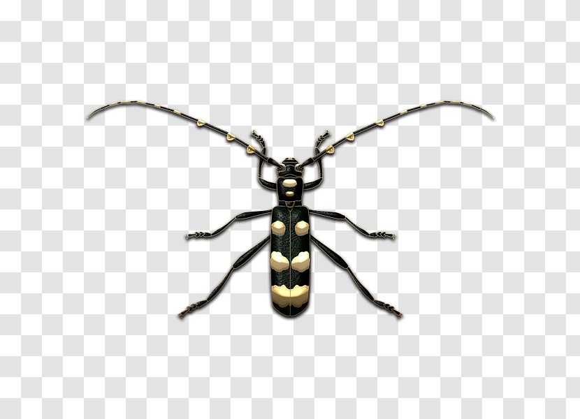 Longhorn Beetle Weevil Pollinator Insect Transparent PNG