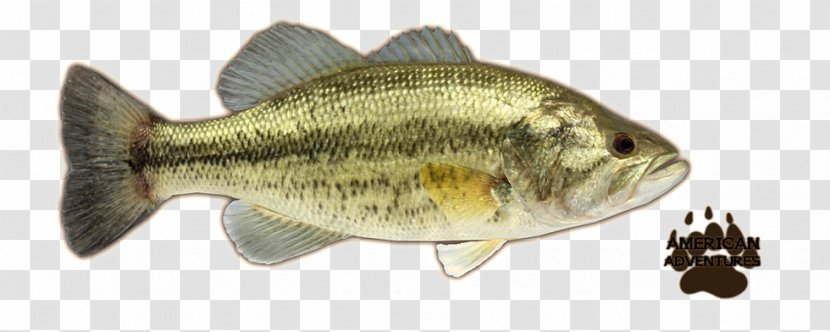 Perch Largemouth Bass Smallmouth - Fishing Transparent PNG