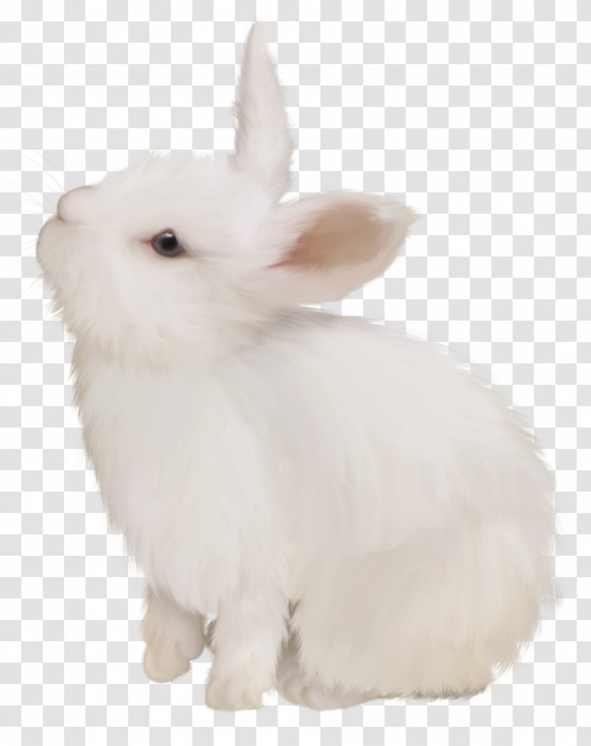 Domestic Rabbit White Easter Bunny European - Basket - Cute Transparent PNG