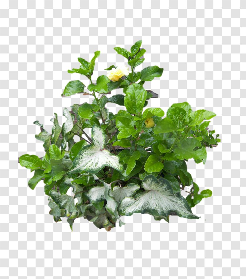 Nutrient Devil's Ivy Plant Vine Common - Tree - Potted Transparent PNG