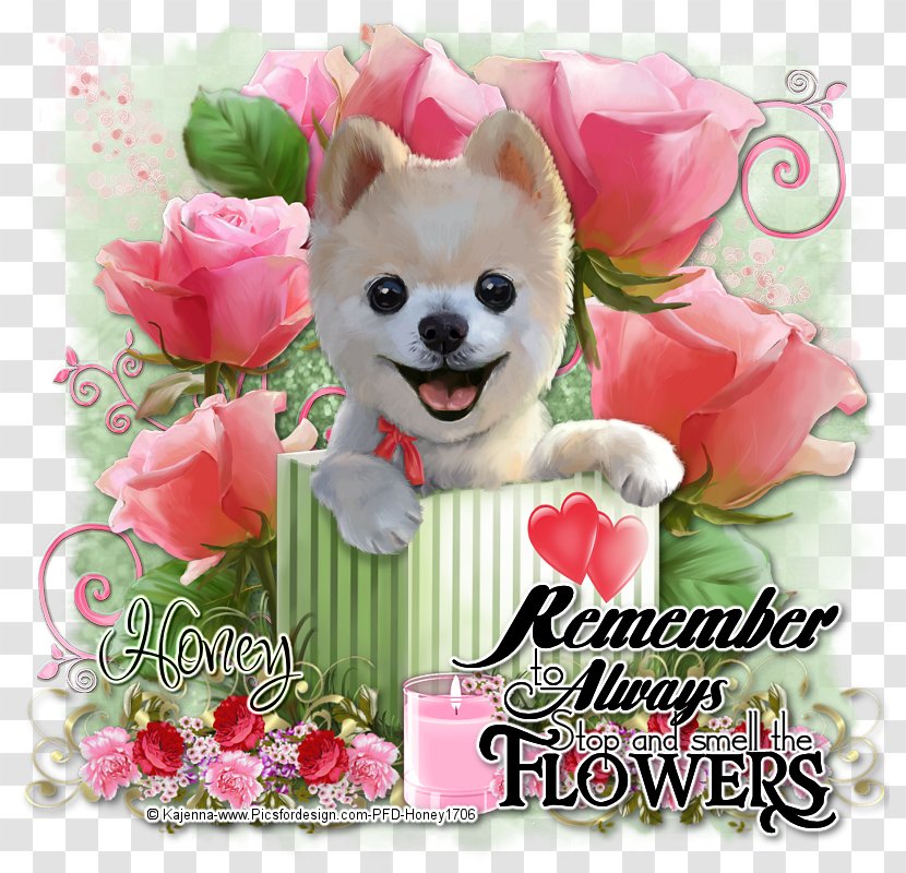 Pomeranian Puppy Dog Breed Companion Toy - Stop And Smell The Roses Transparent PNG