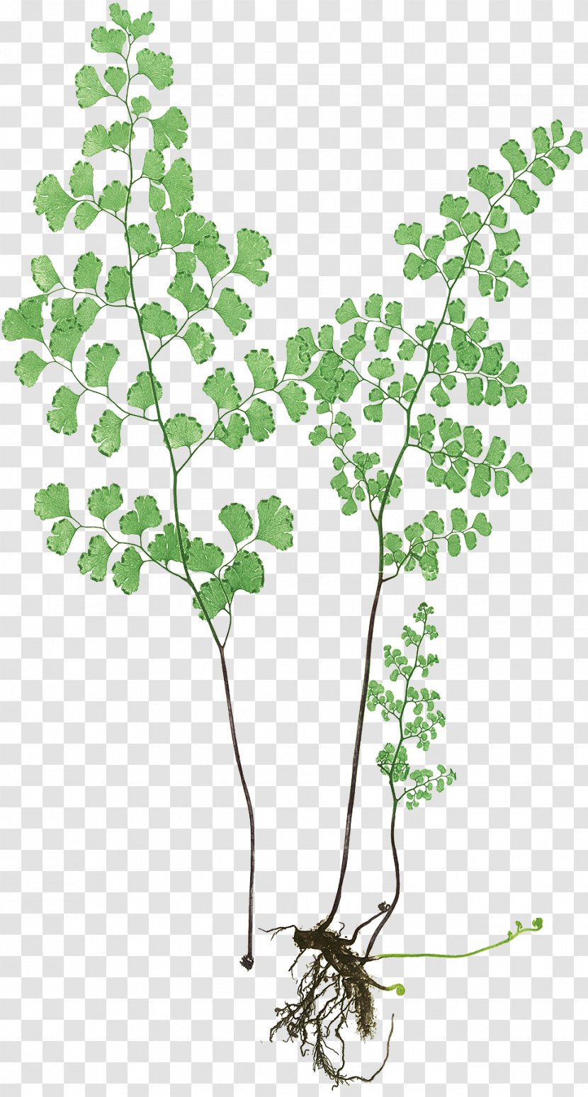 The Art Of Botanical Illustration Twig Adiantum Capillus-veneris - Plant - Leaf Transparent PNG