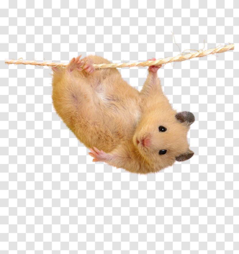 Hamster Mouse Cuteness - Muroidea Transparent PNG