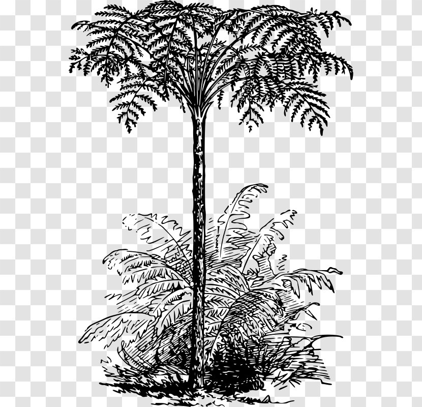 Asian Palmyra Palm Tree Fern Arecaceae Clip Art - Plant Transparent PNG