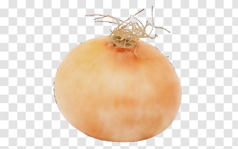 Winter Squash Christmas Ornament Day - Plant Transparent PNG